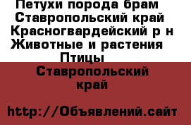 Петухи порода брам - Ставропольский край, Красногвардейский р-н Животные и растения » Птицы   . Ставропольский край